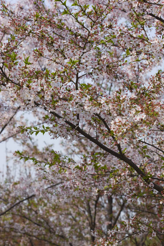竖图,彩色,室外,白天,樱花,北京,中国,图片,樱花树,花,花卉,树,树枝,自然,竖,摄影,东亚,bj174