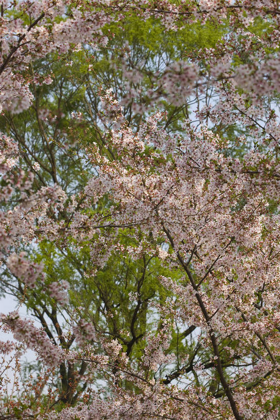 竖图,彩色,室外,白天,树林,樱花,北京,中国,图片,小河,桥,樱花树,石桥,花,花卉,树,自然,竖,摄影,东亚,bj174