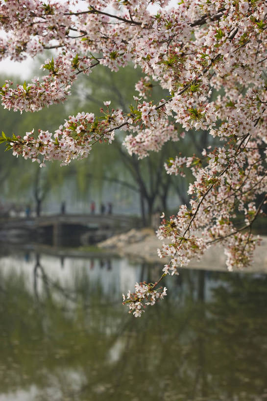 竖图,彩色,室外,白天,樱花,北京,中国,图片,樱花树,花,花卉,树,树枝,自然,竖,摄影,东亚,bj174