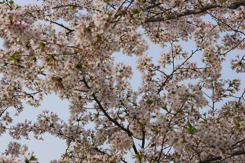横图,彩色,室外,特写,白天,樱花,北京,中国,局部,图片,花,花朵,花卉,树枝,自然,摄影,东亚,bj174