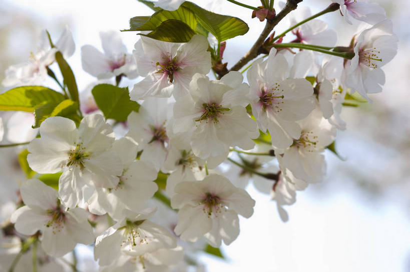 横图,彩色,室外,特写,白天,樱花,北京,中国,局部,图片,花,花卉,自然,摄影,一支,东亚,bj174