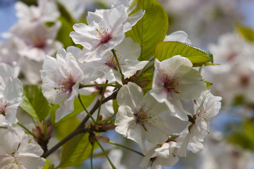 横图,彩色,室外,特写,白天,樱花,北京,中国,局部,图片,花,花卉,树枝,自然,摄影,东亚,bj174