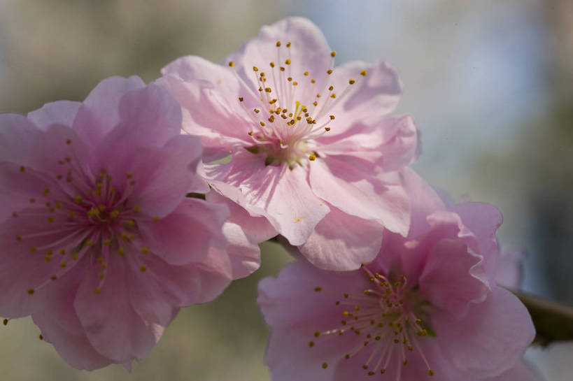 横图,彩色,室外,特写,白天,桃花,北京,中国,局部,图片,花,花朵,花卉,自然,摄影,东亚,bj174