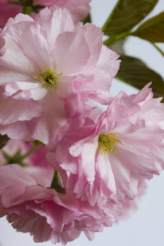 竖图,彩色,室内,特写,白天,桃花,北京,中国,局部,图片,花,花朵,花卉,自然,竖,摄影,东亚,影棚拍摄,bj174