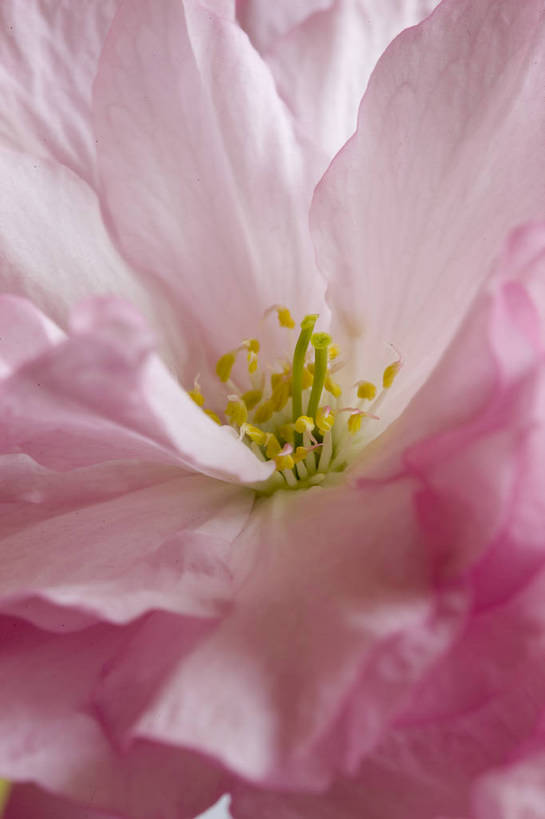 竖图,彩色,室内,特写,白天,桃花,北京,中国,局部,图片,花,花朵,花卉,自然,竖,摄影,东亚,影棚拍摄,bj174
