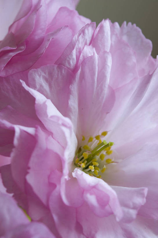 竖图,彩色,室内,特写,白天,桃花,北京,中国,局部,图片,花,花朵,花卉,自然,竖,摄影,东亚,影棚拍摄,bj174