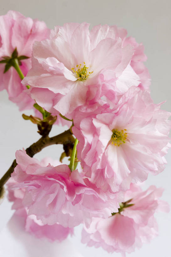 竖图,彩色,室内,特写,白天,桃花,北京,中国,局部,图片,花,花朵,花卉,自然,竖,摄影,东亚,影棚拍摄,bj174