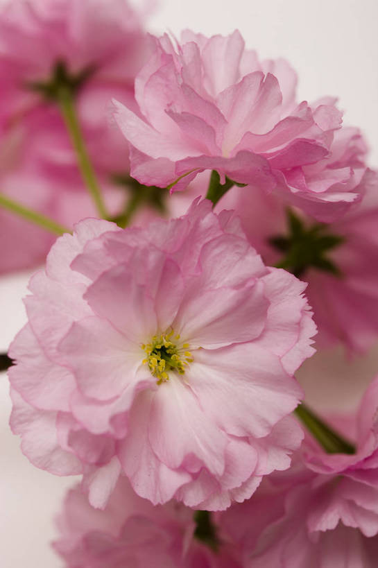 竖图,彩色,室内,特写,白天,桃花,北京,中国,局部,图片,花,花朵,花卉,自然,竖,摄影,东亚,影棚拍摄,bj174