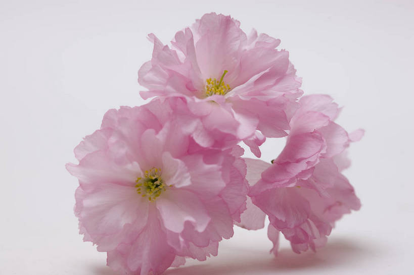 横图,彩色,室内,特写,白天,桃花,北京,中国,局部,图片,花,花朵,花卉,自然,摄影,东亚,影棚拍摄,bj174