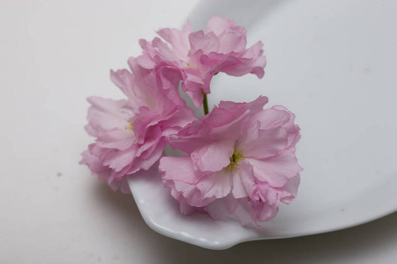 横图,彩色,室内,特写,白天,桃花,北京,中国,局部,图片,花,花朵,花卉,自然,盘子,摄影,道具,东亚,影棚拍摄,bj174