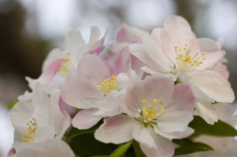 横图,彩色,室外,特写,白天,桃花,北京,中国,局部,图片,花,花朵,花卉,自然,摄影,东亚,bj174