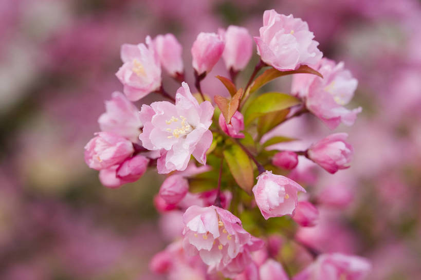 横图,彩色,室外,特写,白天,桃花,北京,中国,局部,图片,花,花朵,花卉,自然,摄影,东亚,bj174