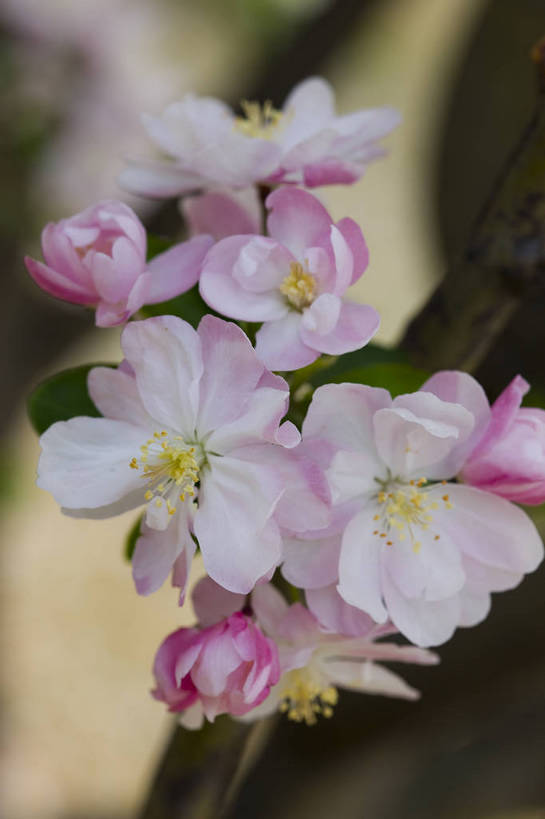 竖图,彩色,室外,特写,白天,海棠花,北京,中国,局部,图片,花,花朵,花卉,自然,竖,摄影,东亚,bj174