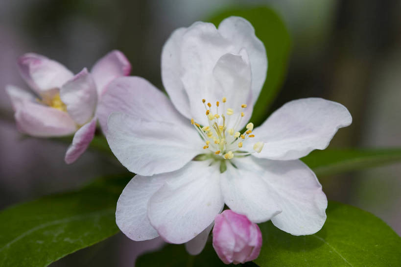 横图,彩色,室外,特写,白天,海棠花,北京,中国,局部,图片,花,花朵,花卉,自然,摄影,东亚,bj174
