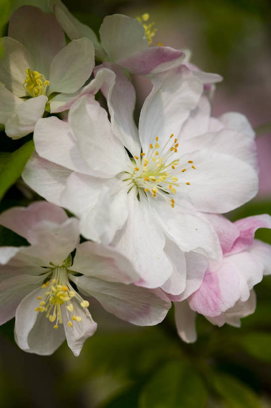 竖图,彩色,室外,特写,白天,海棠花,北京,中国,局部,图片,花,花朵,花卉,自然,竖,摄影,东亚,bj174