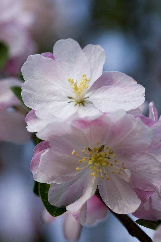 竖图,彩色,室外,特写,白天,海棠花,北京,中国,局部,图片,花,花朵,花卉,自然,竖,摄影,东亚,bj174