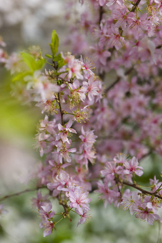 竖图,彩色,室外,特写,白天,桃花,北京,中国,局部,图片,花,花卉,树枝,自然,竖,摄影,东亚,bj174