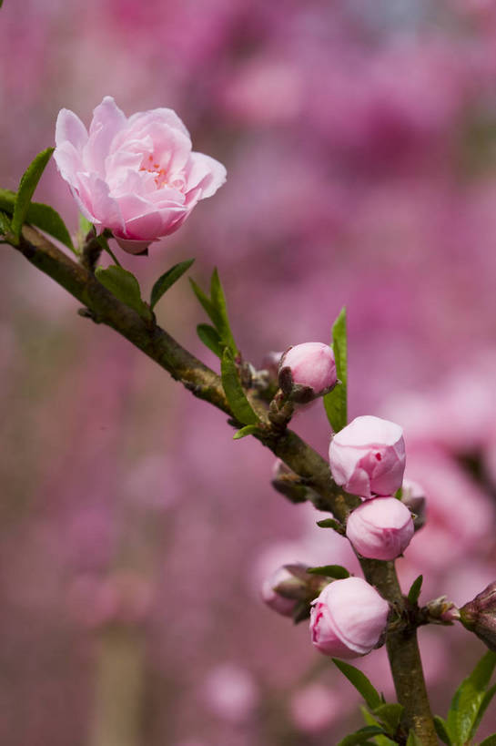竖图,彩色,室外,特写,白天,桃花,北京,中国,局部,图片,花,花卉,树枝,自然,竖,摄影,东亚,bj174