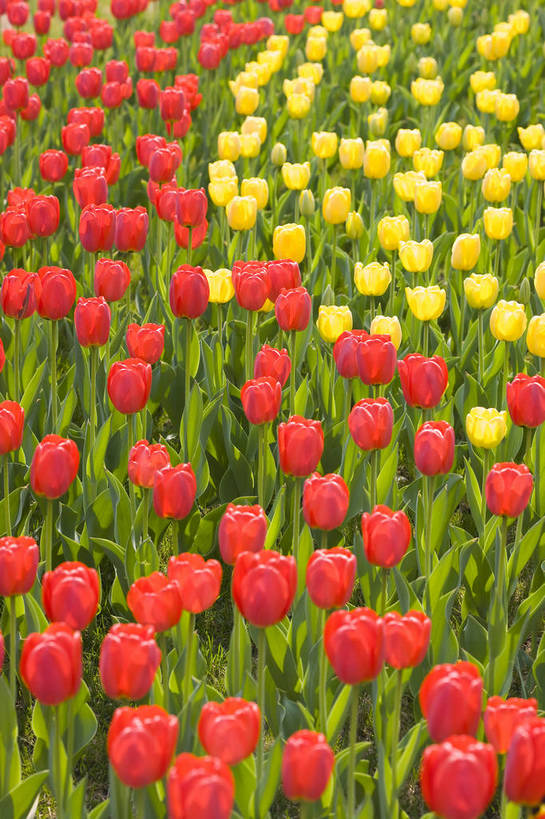 花园,竖图,彩色,室外,特写,白天,花圃,郁金香,北京,中国,图片,花,花卉,自然,竖,摄影,东亚,bj174