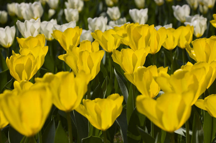 花园,横图,彩色,室外,特写,白天,花圃,郁金香,北京,中国,图片,花,花卉,自然,摄影,东亚,bj174