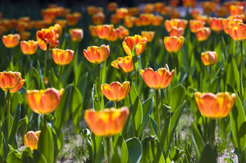 花园,横图,彩色,室外,特写,白天,花圃,郁金香,北京,中国,图片,花,花卉,自然,摄影,东亚,bj174