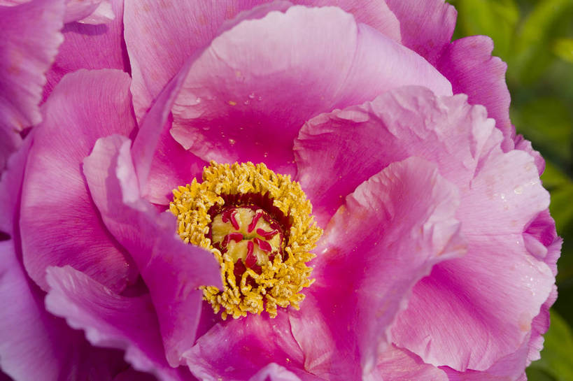 横图,彩色,室外,特写,白天,牡丹花,北京,中国,局部,图片,花,花朵,花卉,自然,摄影,富贵,东亚,鼠姑,鹿韭,白茸,百雨金,浓情,圆满,富贵花,洛阳花,牡丹,木芍药,芍药,bj174