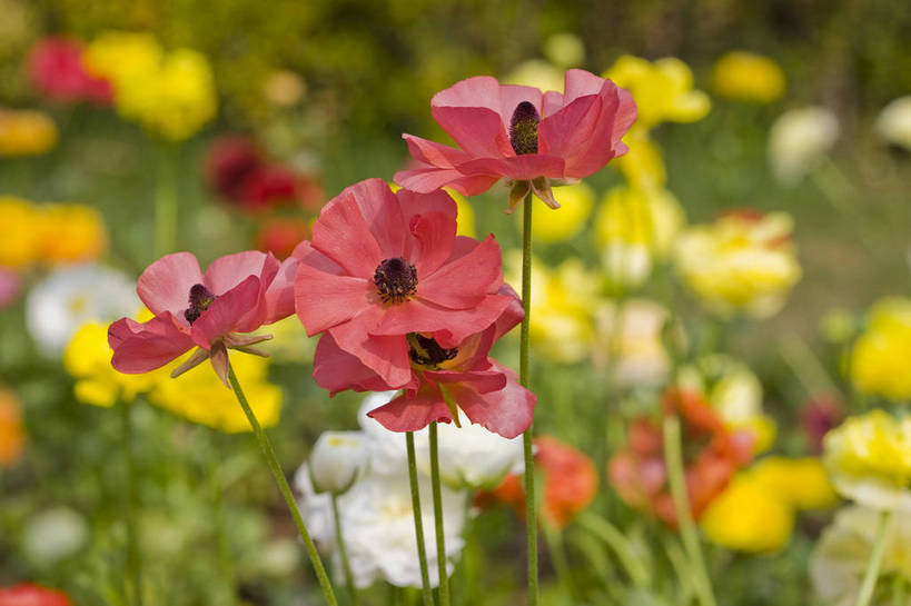 花园,横图,彩色,室外,特写,白天,花圃,月季花,北京,中国,局部,图片,花,花卉,自然,摄影,东亚,月季,bj174