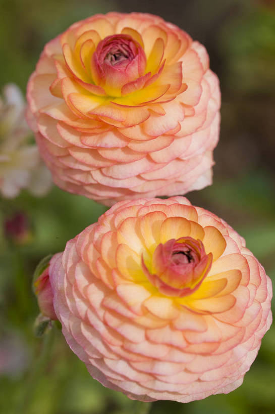 竖图,彩色,室外,特写,白天,月季花,北京,中国,局部,图片,花,花朵,花卉,自然,竖,摄影,东亚,月季,bj174