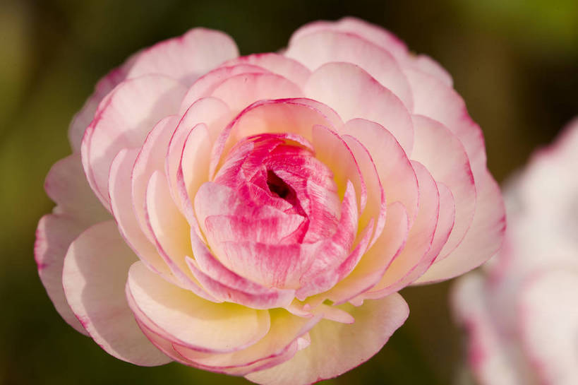 横图,彩色,室外,特写,白天,月季花,北京,中国,局部,图片,花,花朵,花卉,自然,摄影,东亚,月季,bj174