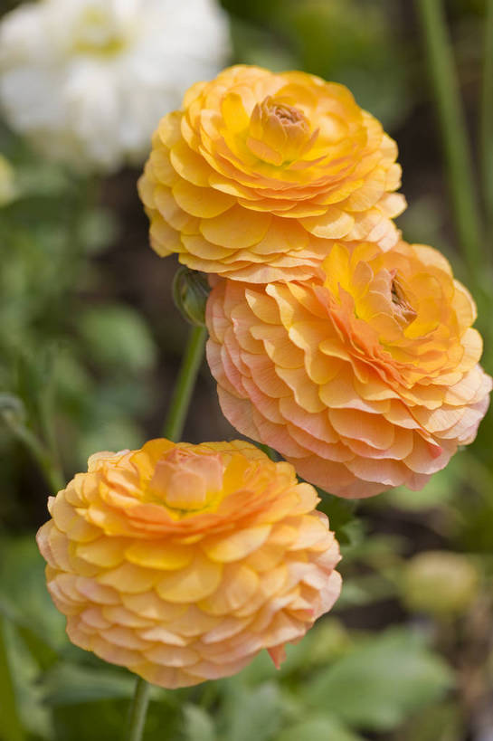 竖图,彩色,室外,特写,白天,月季花,北京,中国,局部,图片,花,花朵,花卉,自然,竖,摄影,东亚,月季,bj174