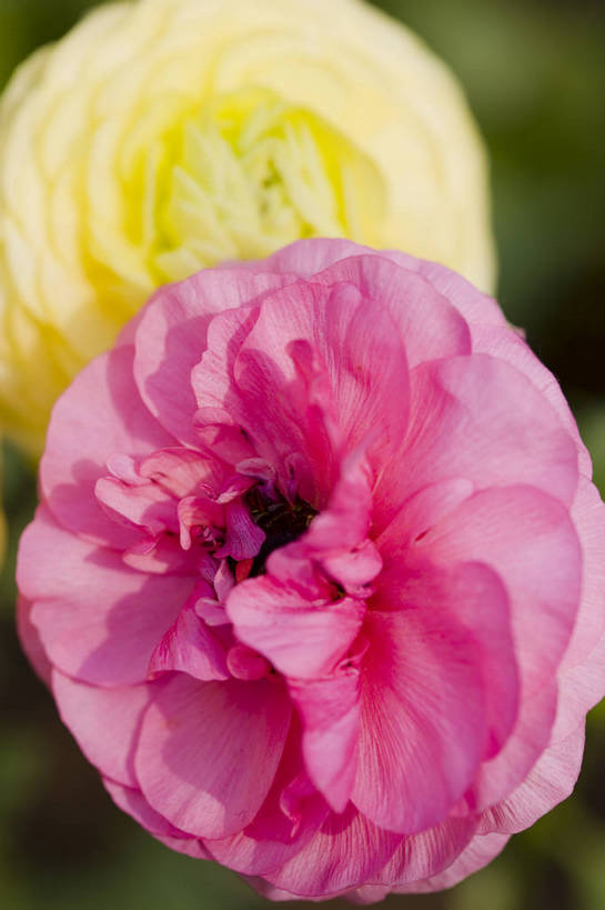 竖图,彩色,室外,特写,白天,月季花,北京,中国,局部,图片,花,花朵,花卉,自然,竖,摄影,东亚,月季,bj174