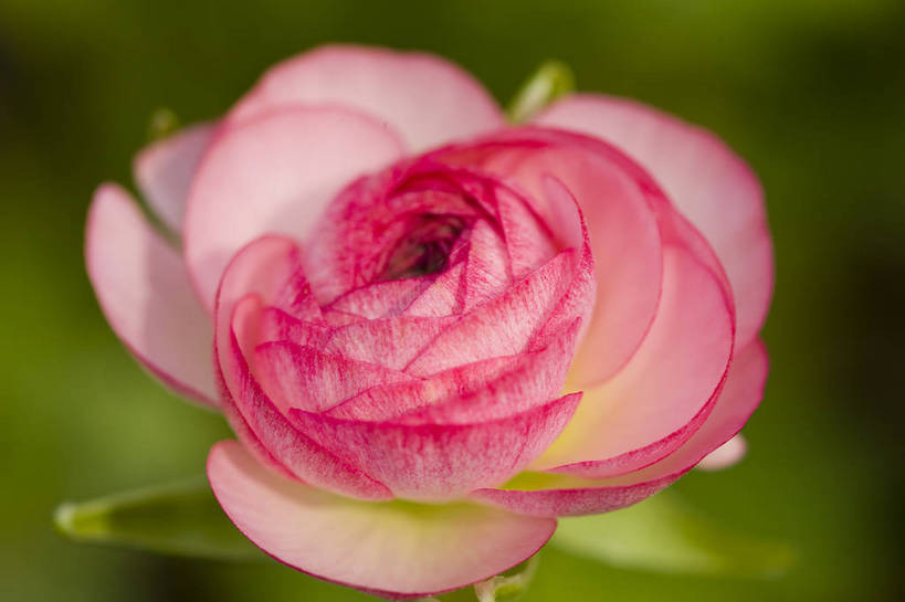 横图,彩色,室外,特写,白天,月季花,北京,中国,局部,图片,花,花朵,花卉,自然,摄影,东亚,月季,bj174