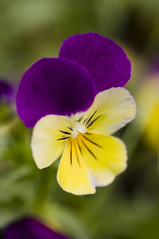 竖图,彩色,室外,特写,白天,月季花,北京,中国,局部,图片,花,花朵,花卉,自然,竖,摄影,东亚,月季,bj174