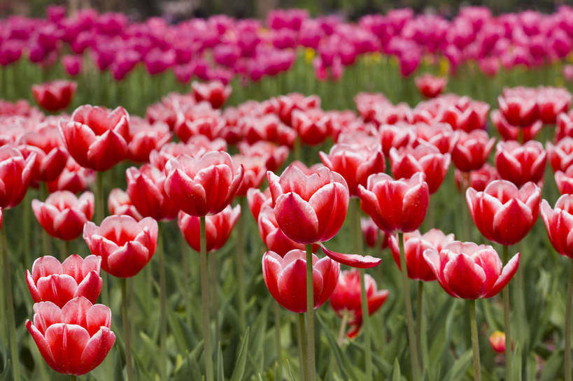 花园,横图,彩色,室外,特写,白天,花圃,郁金香,北京,中国,局部,图片,花,花卉,自然,摄影,东亚,bj174