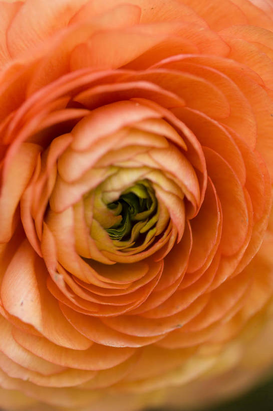 竖图,彩色,室外,特写,白天,月季花,北京,中国,局部,图片,花,花朵,花卉,自然,竖,摄影,东亚,月季,bj174