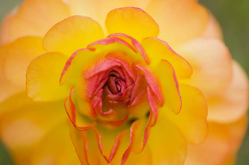 横图,彩色,室外,特写,白天,月季花,北京,中国,局部,图片,花,花朵,花卉,自然,摄影,东亚,月季,bj174