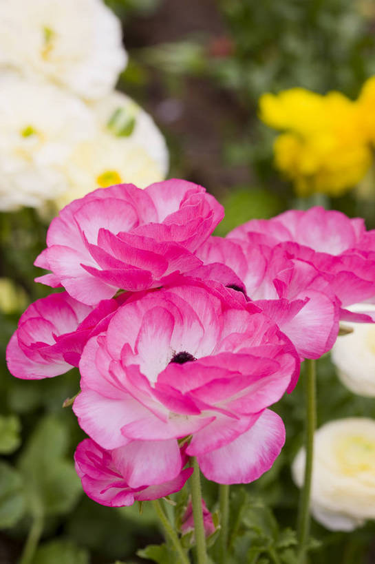 花园,竖图,彩色,室外,特写,白天,花圃,月季花,北京,中国,图片,花,花朵,花卉,自然,竖,摄影,东亚,月季,bj174