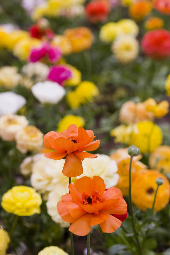 花园,竖图,彩色,室外,特写,白天,花圃,月季花,北京,中国,图片,花,花朵,花卉,自然,竖,摄影,东亚,月季,bj174