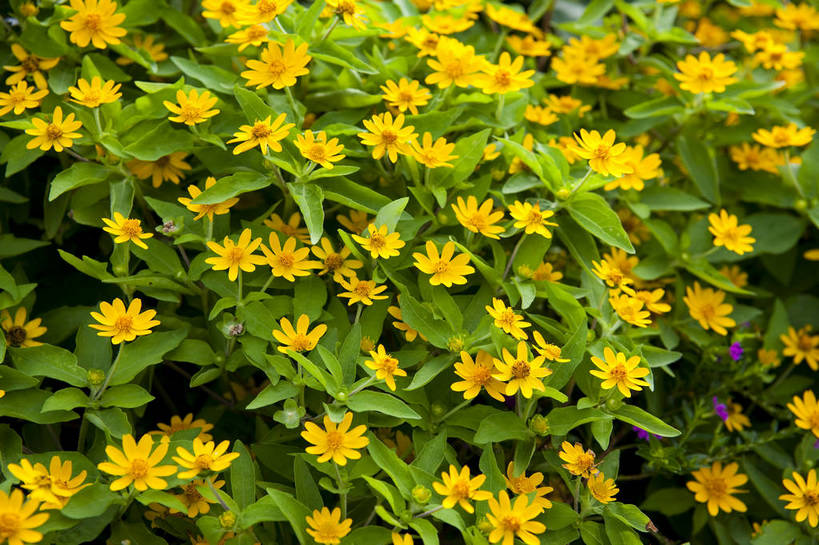 无人,横图,彩色,室外,白天,旅游,度假,石头,名胜古迹,标志建筑,地标,建筑,熊猫,雕塑,香港,中国,遗迹,石子,图片,古迹,文物,娱乐,建设,现代,古建筑,海洋公园,享受,休闲,旅游胜地,放松,都市风光,文明,中国文化,古文明,繁荣,石块,岩石,旅行,bj174