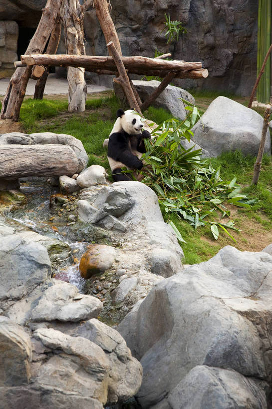 无人,吃,竖图,彩色,室外,白天,旅游,度假,石头,名胜古迹,标志建筑,地标,建筑,竹子,熊猫,香港,中国,遗迹,石子,图片,古迹,文物,娱乐,建设,古建筑,海洋公园,动物,享受,休闲,国宝,旅游胜地,放松,可爱,珍稀动物,都市风光,文明,中国文化,古文明,石块,岩石,旅行,bj174