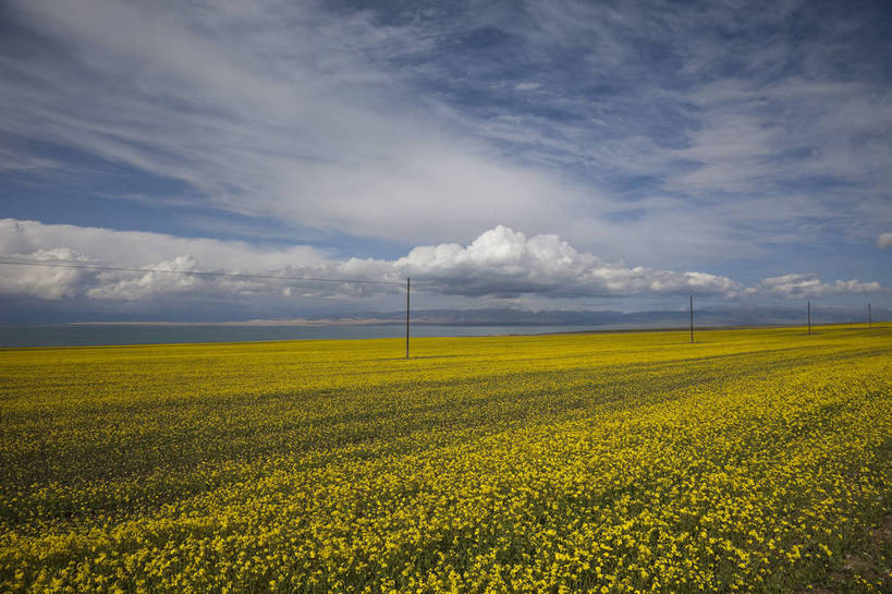 无人,农田,横图,室外,白天,旅游,度假,农业,庄稼,农作物,花海,花圃,名胜古迹,田园,植物,标志建筑,地标,建筑,叶子,遗迹,盛开,田野,云,花蕾,古迹,文物,娱乐,建设,古建筑,花,花瓣,花朵,花卉,鲜花,绿色,蓝天,自然,花丛,花束,花田,平原,花苞,花蕊,油菜花,享受,休闲,旅游胜地,放松,风光,古文明,青海,旅行,耕地,庄稼田,油菜花田,芸苔,芸薹,bj174