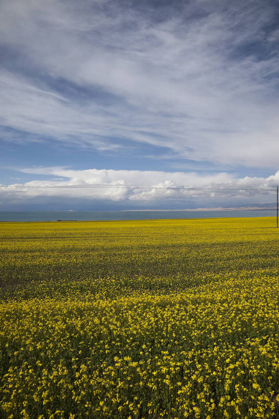 无人,农田,竖图,室外,白天,旅游,度假,农业,庄稼,农作物,花海,花圃,名胜古迹,田园,植物,标志建筑,地标,建筑,叶子,遗迹,盛开,田野,云,花蕾,古迹,文物,娱乐,建设,古建筑,花,花瓣,花朵,花卉,鲜花,绿色,蓝天,自然,花丛,花束,花田,平原,花苞,花蕊,油菜花,享受,休闲,旅游胜地,放松,风光,古文明,青海,旅行,耕地,庄稼田,油菜花田,芸苔,芸薹,bj174