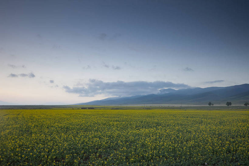 无人,农田,横图,室外,白天,旅游,度假,农业,庄稼,农作物,花海,花圃,名胜古迹,田园,植物,标志建筑,地标,建筑,叶子,遗迹,盛开,田野,云,花蕾,古迹,文物,娱乐,建设,古建筑,花,花瓣,花朵,花卉,鲜花,绿色,蓝天,自然,花丛,花束,花田,平原,花苞,花蕊,油菜花,享受,休闲,旅游胜地,放松,风光,古文明,青海,旅行,耕地,庄稼田,油菜花田,芸苔,芸薹,bj174