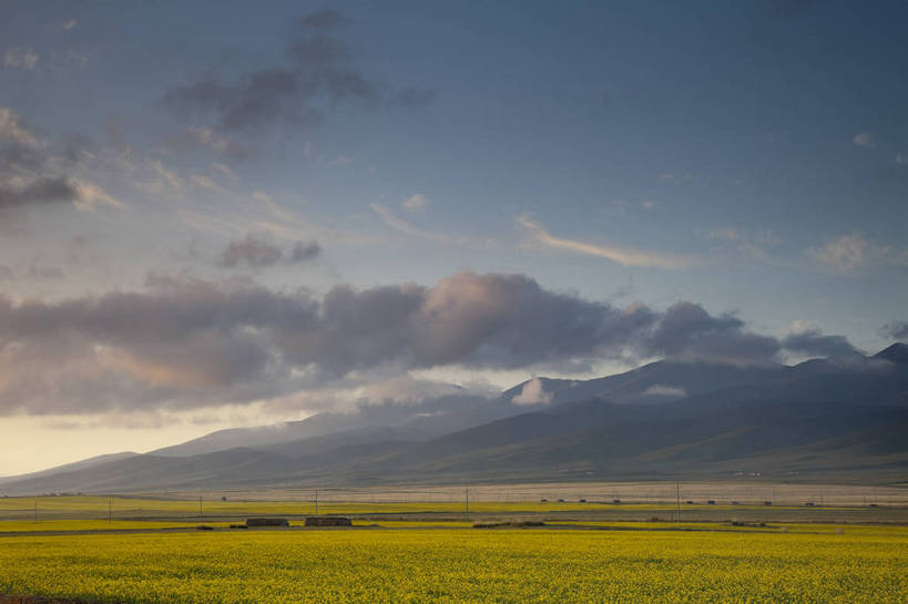 无人,农田,横图,室外,白天,旅游,度假,农业,庄稼,农作物,花海,花圃,名胜古迹,田园,植物,标志建筑,地标,建筑,叶子,遗迹,盛开,田野,云,花蕾,古迹,文物,娱乐,建设,古建筑,花,花瓣,花朵,花卉,鲜花,绿色,蓝天,自然,花丛,花束,花田,平原,花苞,花蕊,油菜花,享受,休闲,旅游胜地,放松,风光,古文明,青海,旅行,耕地,庄稼田,油菜花田,芸苔,芸薹,bj174