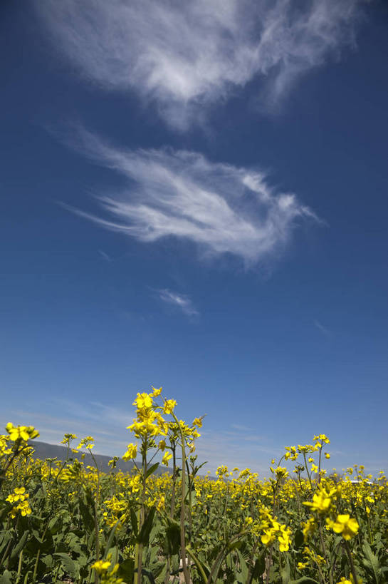 无人,竖图,室外,白天,旅游,度假,草地,名胜古迹,田园,植物,标志建筑,地标,建筑,遗迹,田野,云,野花,古迹,文物,娱乐,建设,古建筑,蓝天,自然,享受,休闲,旅游胜地,放松,风光,古文明,青海,旅行,bj174