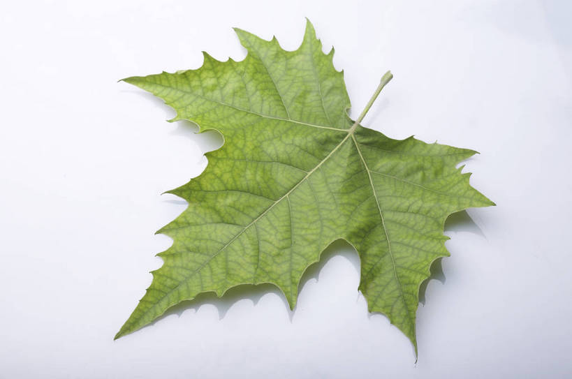 无人,横图,特写,棚拍,背景,静物,新鲜,枫叶,生活,营养,饮食,绿色,健康,成熟,脉络,大自然,生命,物体,主题,成分,bj174