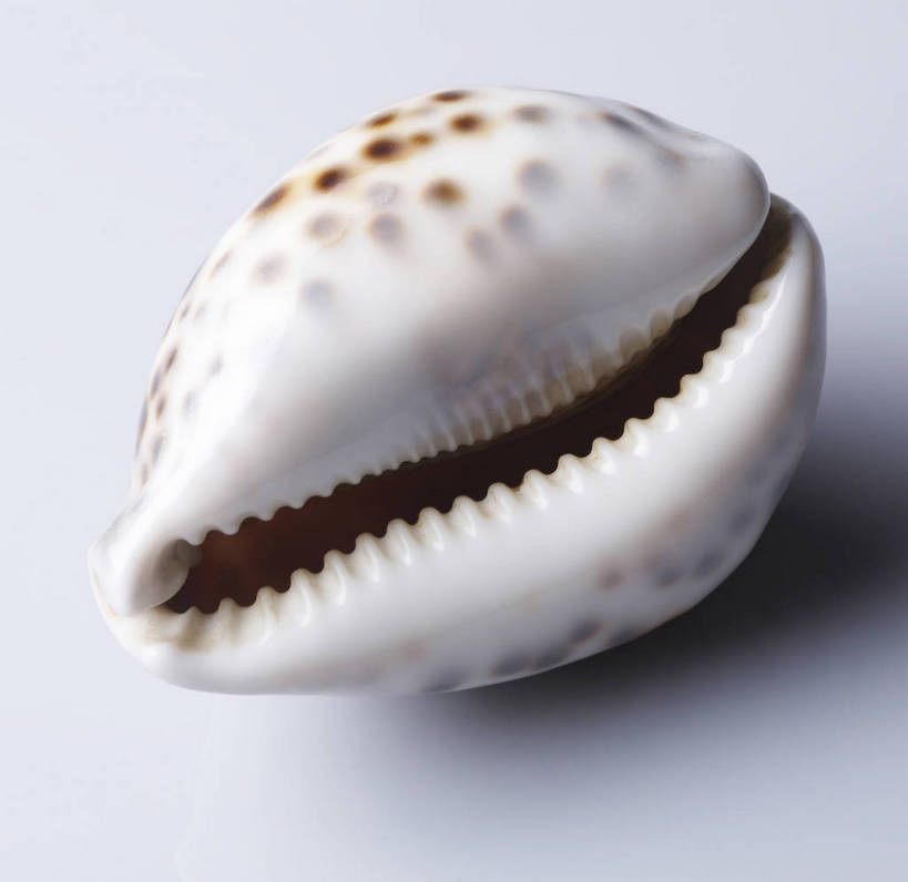 无人,横图,棚拍,哺乳动物,静物,贝壳,光泽,壳,海螺,海洋生物,生物,水生动物,水生物,海底动物,bj174