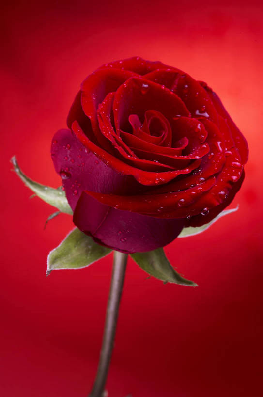 无人,竖图,特写,爱情,纯洁,水,植物,玫瑰,静物,情人节,湿,节日,芳香,香气,液体,水滴,浪漫,花,花瓣,花朵,花卉,开花,红色,自然,露珠,温馨,喜庆,香味,摄影,影棚,气味,一支,假期,简单,象征,物体,摄影棚,关心,精美,暖色调,甜蜜,影棚拍摄,拍摄,bj174