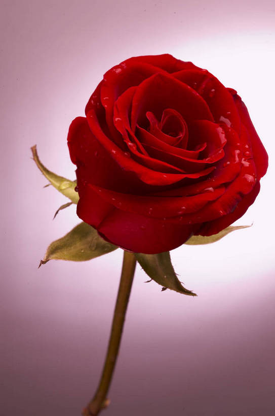 无人,竖图,特写,爱情,纯洁,水,植物,玫瑰,静物,情人节,湿,节日,芳香,香气,液体,水滴,浪漫,花,花瓣,花朵,花卉,开花,红色,自然,露珠,温馨,喜庆,香味,摄影,影棚,气味,一支,假期,简单,象征,物体,摄影棚,关心,精美,暖色调,甜蜜,影棚拍摄,拍摄,bj174