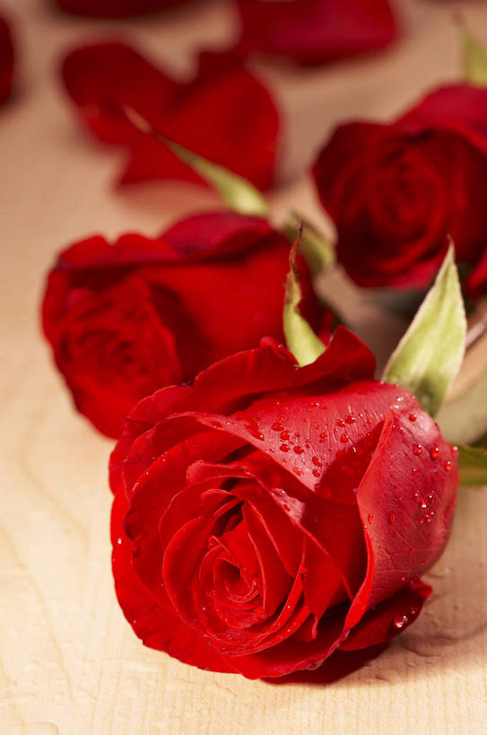 无人,竖图,特写,爱情,纯洁,水,植物,玫瑰,静物,情人节,湿,节日,芳香,香气,液体,水滴,浪漫,花,花瓣,花朵,花卉,开花,红色,自然,露珠,温馨,喜庆,香味,摄影,影棚,气味,假期,简单,象征,物体,摄影棚,关心,精美,暖色调,甜蜜,影棚拍摄,拍摄,bj174